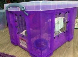 Sangkar untuk hamster tangan sendiri