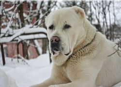 Anjing Gembala Asia Tengah Di Rumah