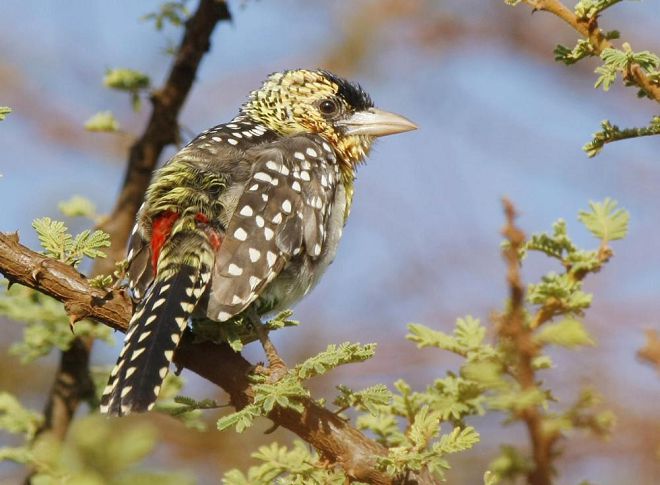 Top 25 Burung Paling Cantik Di Dunia
