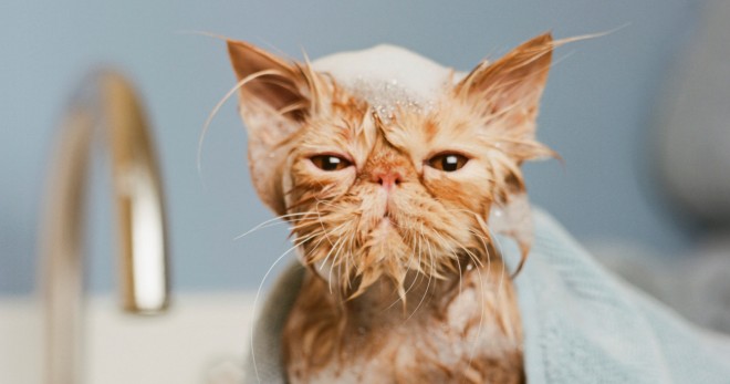 Bagaimana untuk mandi anak kucing, bagaimana untuk mencuci anak 