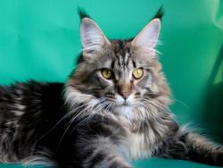 Maine Coon Penjagaan Dan Kandungan