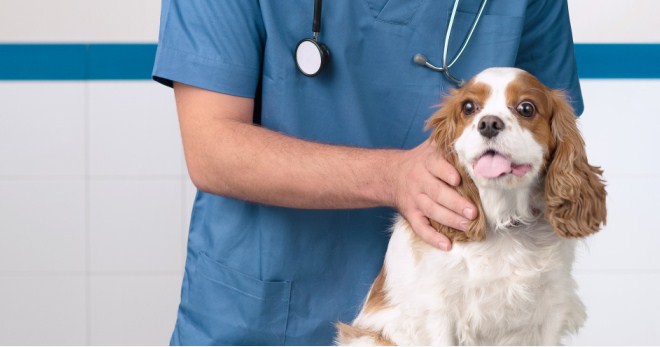Parvovirus Enteritis Pada Anjing Gejala Rawatan Pencegahan