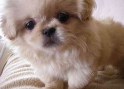 Nama Samaran Untuk Gadis Gadis Anjing Kecil