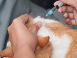 如何皮下注射猫？