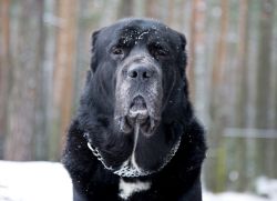 Anjing Gembala Asia Tengah Ciri Ciri Baka